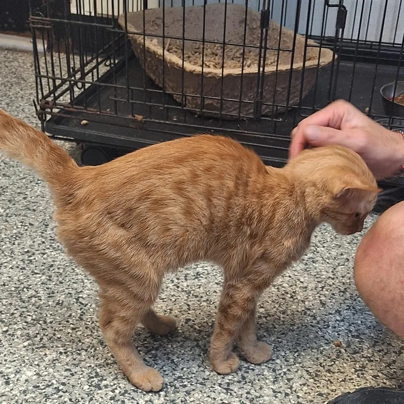 Tigger thumbnail 3