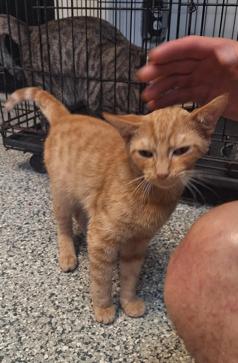 Tigger thumbnail 4