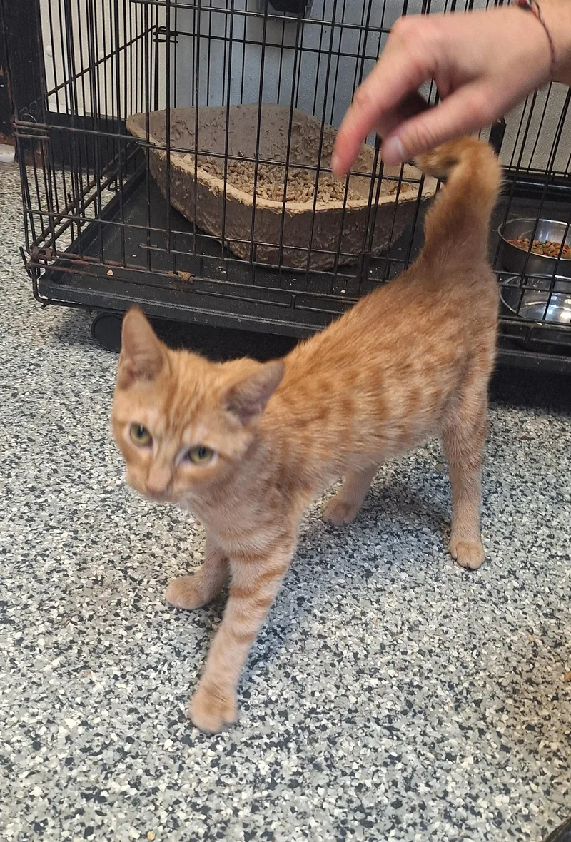 Tigger thumbnail 5