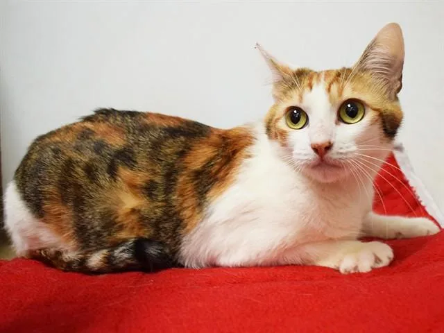 A young medium-sized female Domestic Short Hair cat named Jamaica for adoption in Sacramento, CA