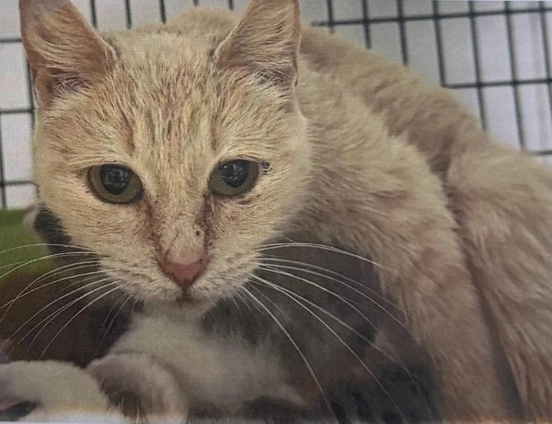 An adult medium-sized female Domestic Short Hair cat named Hibachi for adoption in Fort Madison, IA