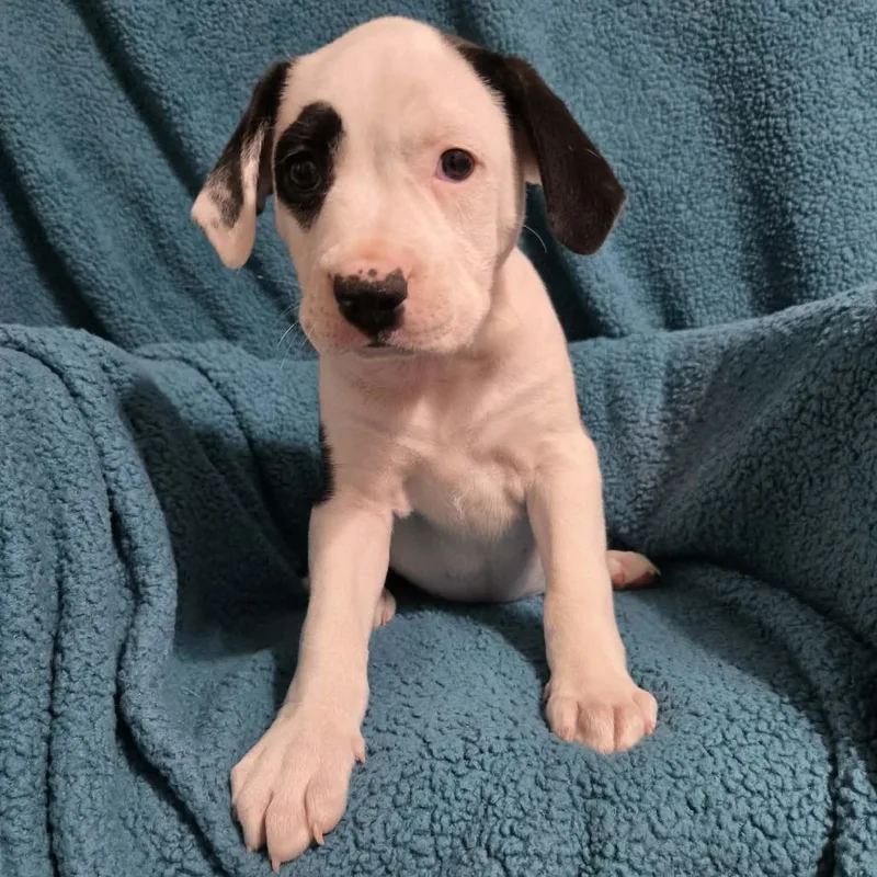 A baby medium-sized female White / Cream Mixed Breed dog named Elizabeth Taylor for adoption in Olathe, KS