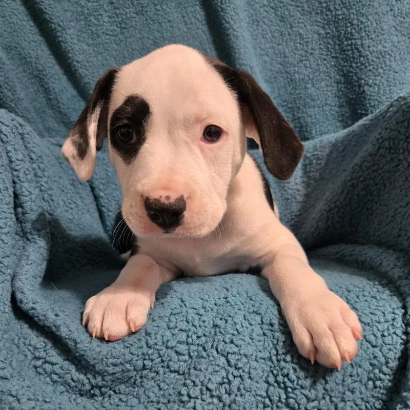 Elizabeth Taylor thumbnail 2