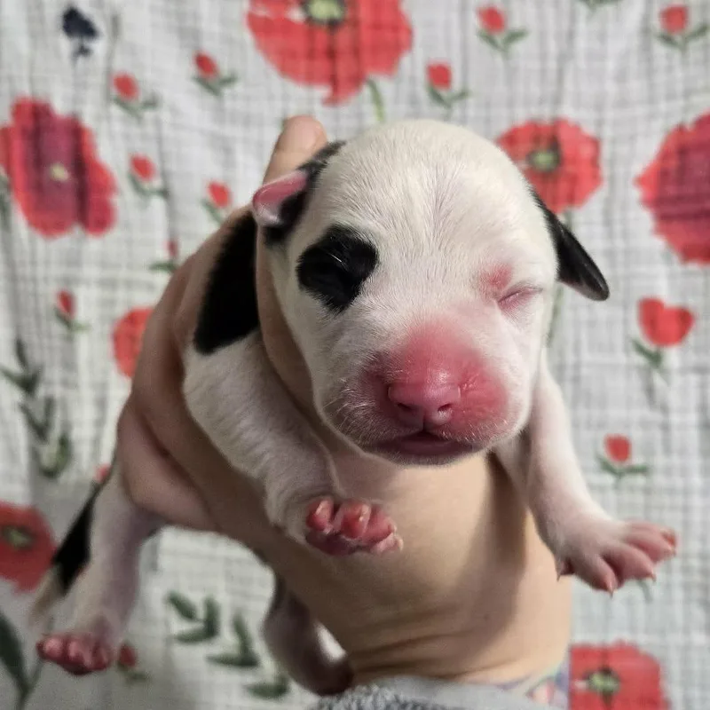 Elizabeth Taylor thumbnail 3