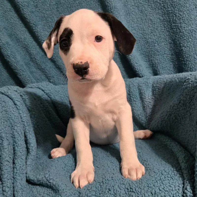 Elizabeth Taylor thumbnail 4