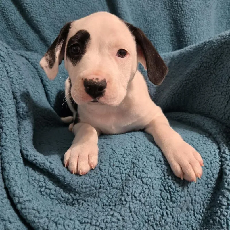 Elizabeth Taylor thumbnail 5