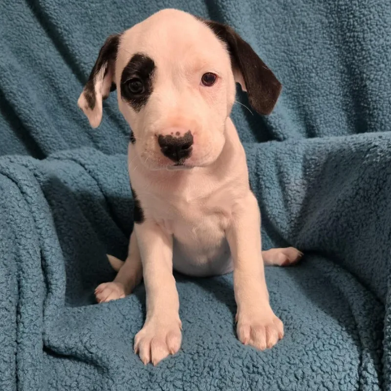 Elizabeth Taylor thumbnail 6