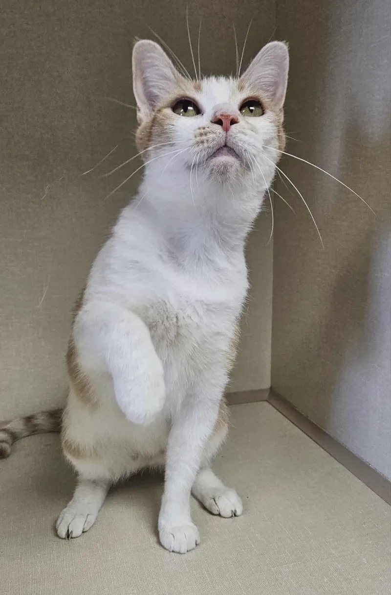 Mercedes thumbnail 2