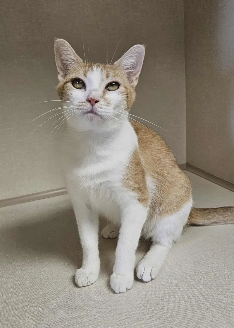 Mercedes thumbnail 3