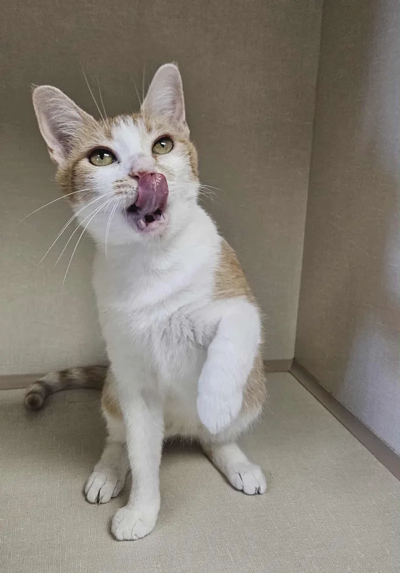 Mercedes thumbnail 5