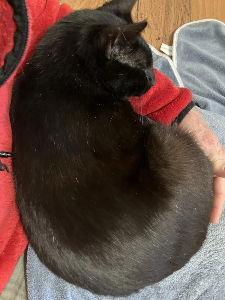 An adult large-sized female Black & White / Tuxedo Domestic Short Hair cat named Misha for adoption in Little Rock, AR