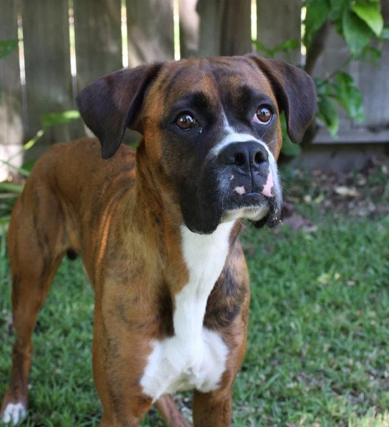 A baby large-sized male Boxer dog named Hot Wheels for adoption in Palo Alto, CA