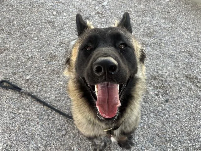 A young large-sized male Akita dog named Papa Bear for adoption in Tucson, AZ
