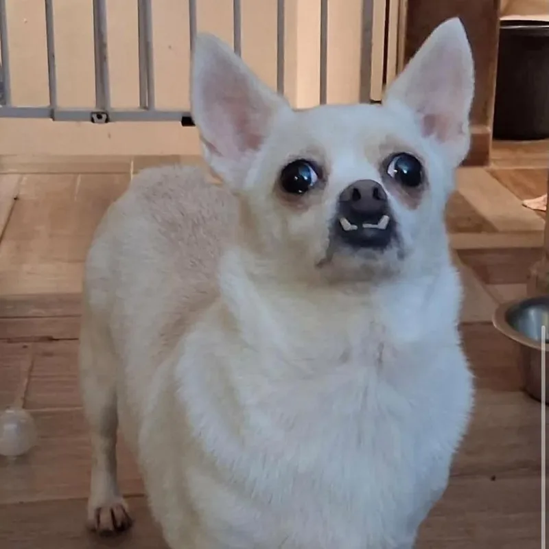 Blanca