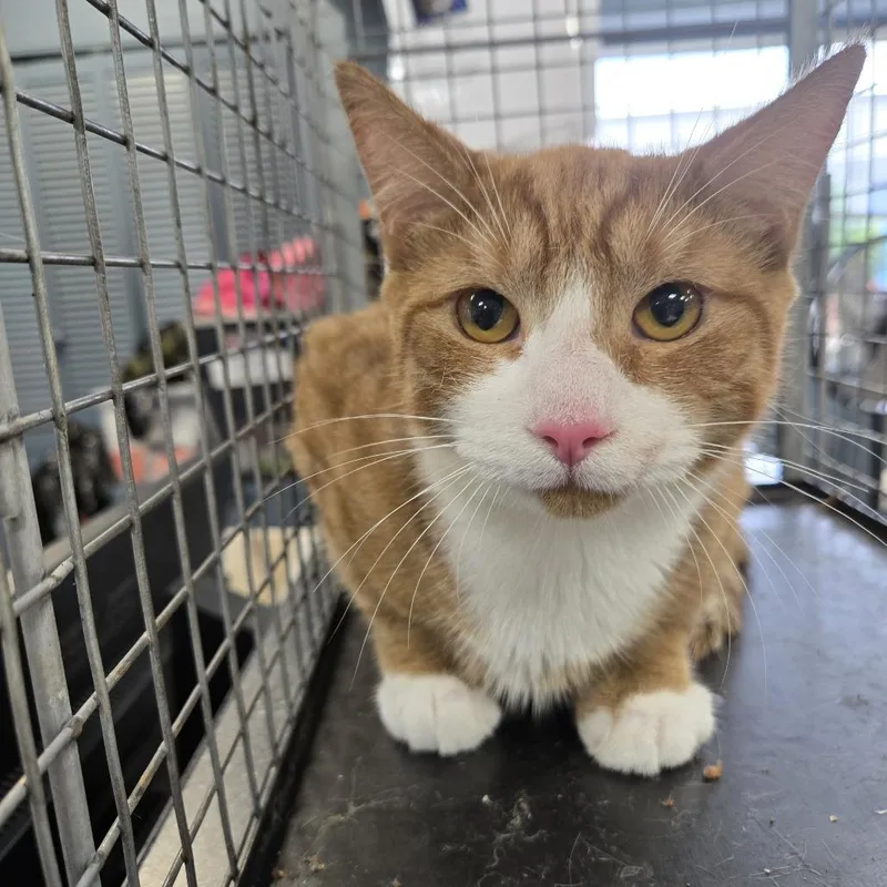 An adult medium-sized male Orange / Red Domestic Short Hair cat named Scarface for adoption in Newark, NJ