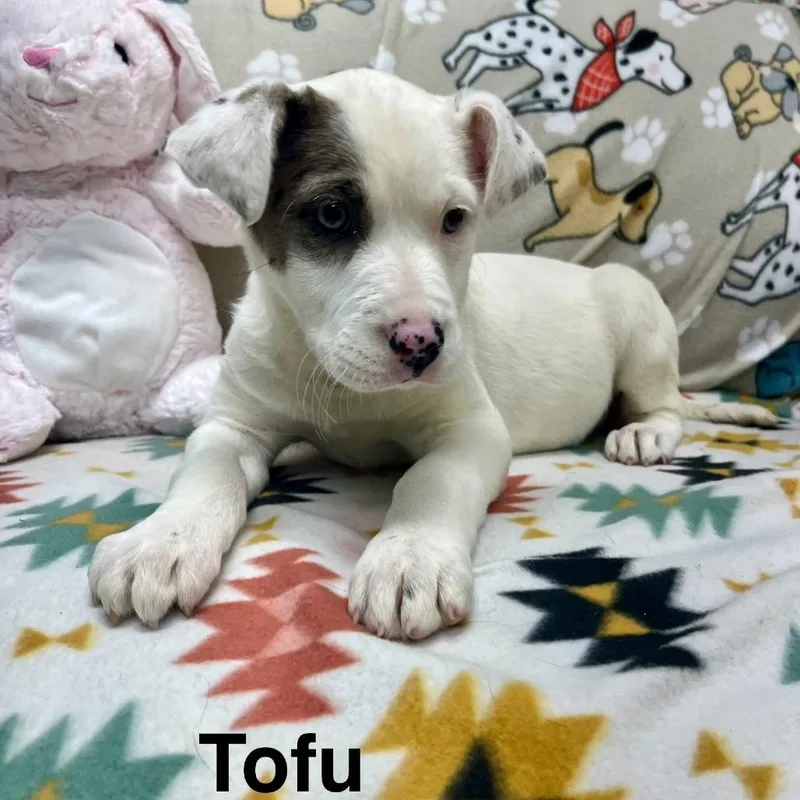 An adult small-sized male Black Australian Cattle Dog / Blue Heeler dog named Waffles for adoption in Palestine, TX