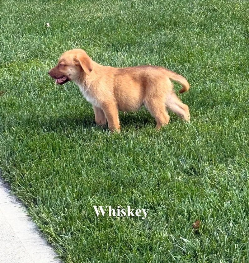 A baby large-sized male Shepherd dog named Whiskey for adoption in Celina, OH