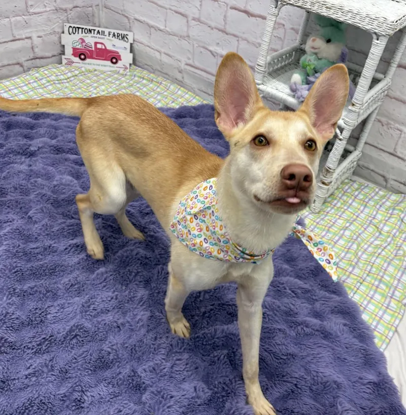 Ivory Nest thumbnail 3