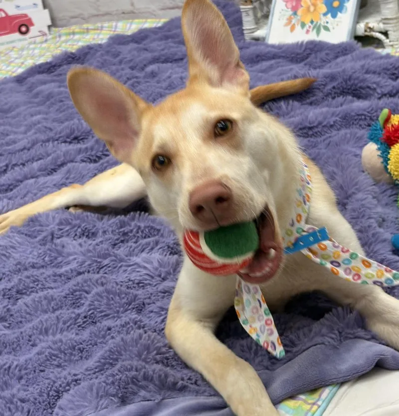 Ivory Nest thumbnail 4