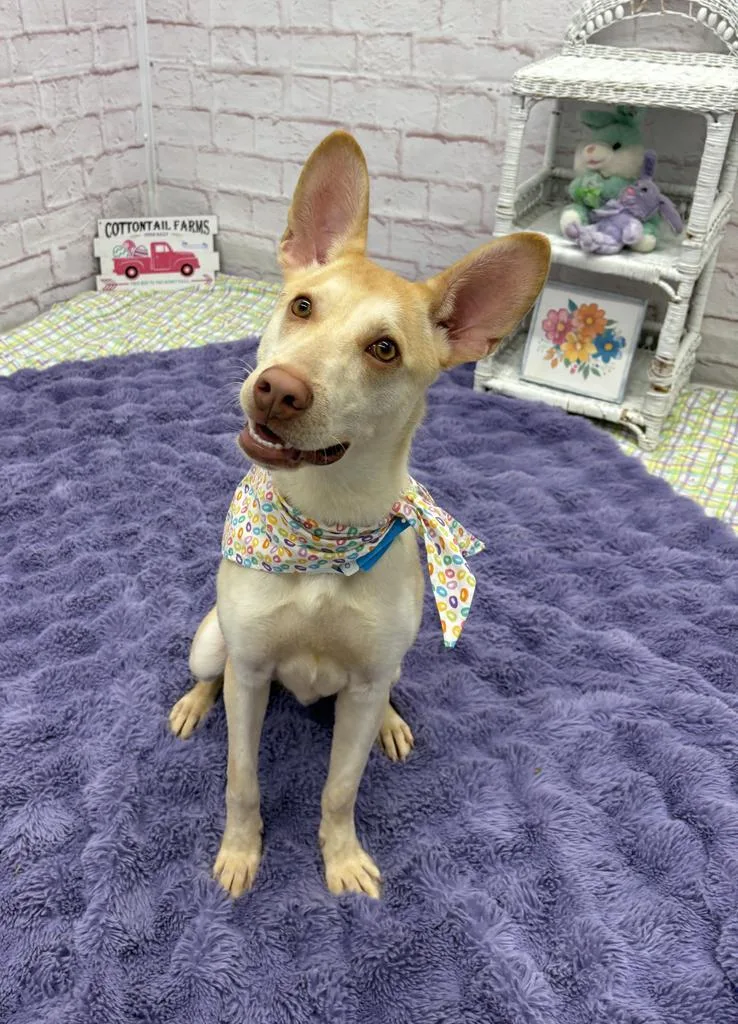 Ivory Nest thumbnail 5