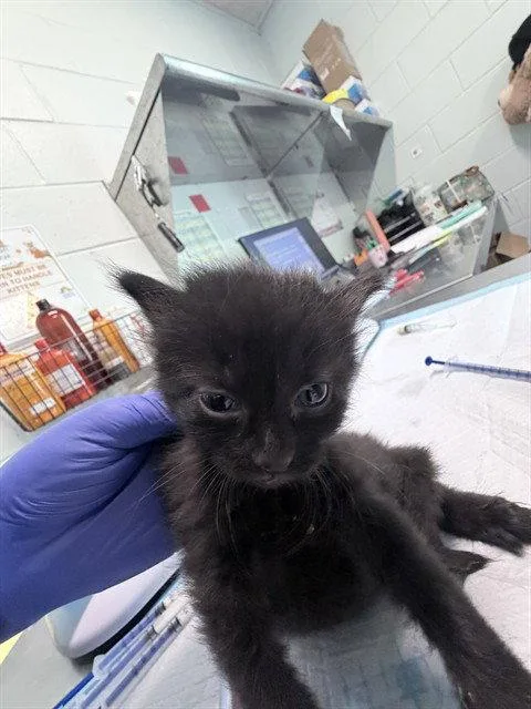 A baby small-sized male Black Domestic Short Hair cat named Pirate for adoption in Tavares, FL