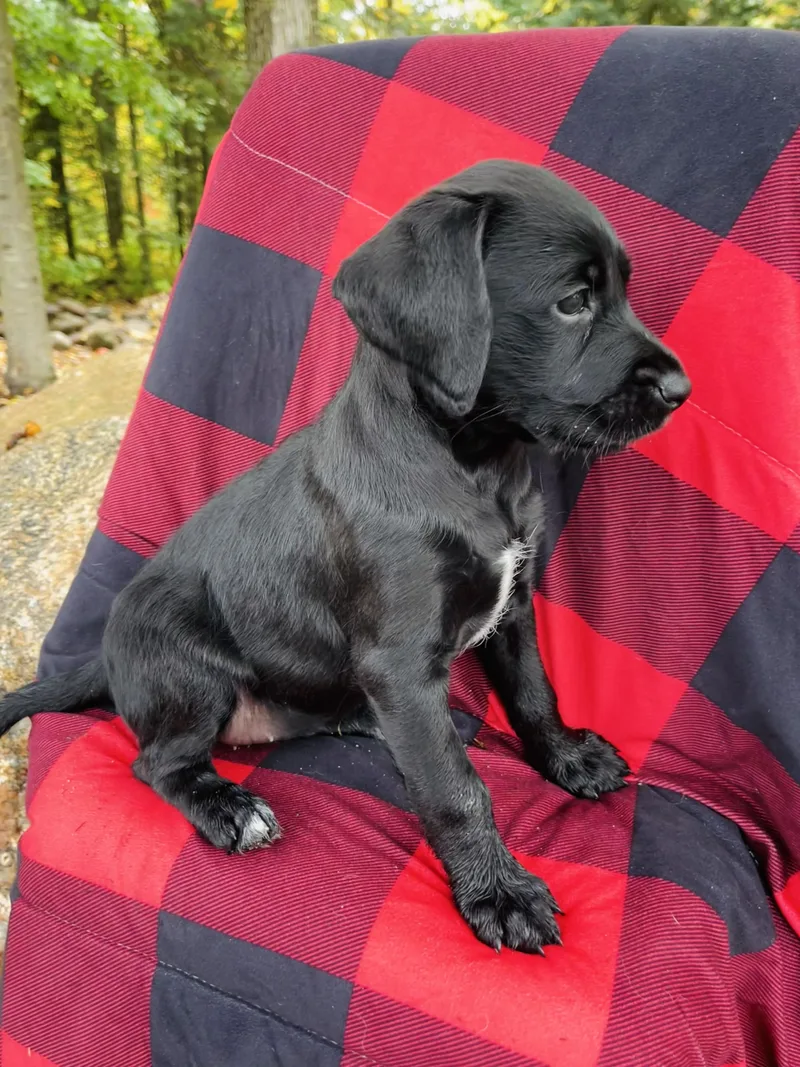 A baby large-sized female Standard Poodle dog named Jolene for adoption in Winter, WI