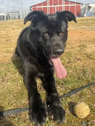 An adult large-sized male Mixed Breed dog named Richard for adoption in Atlanta, GA