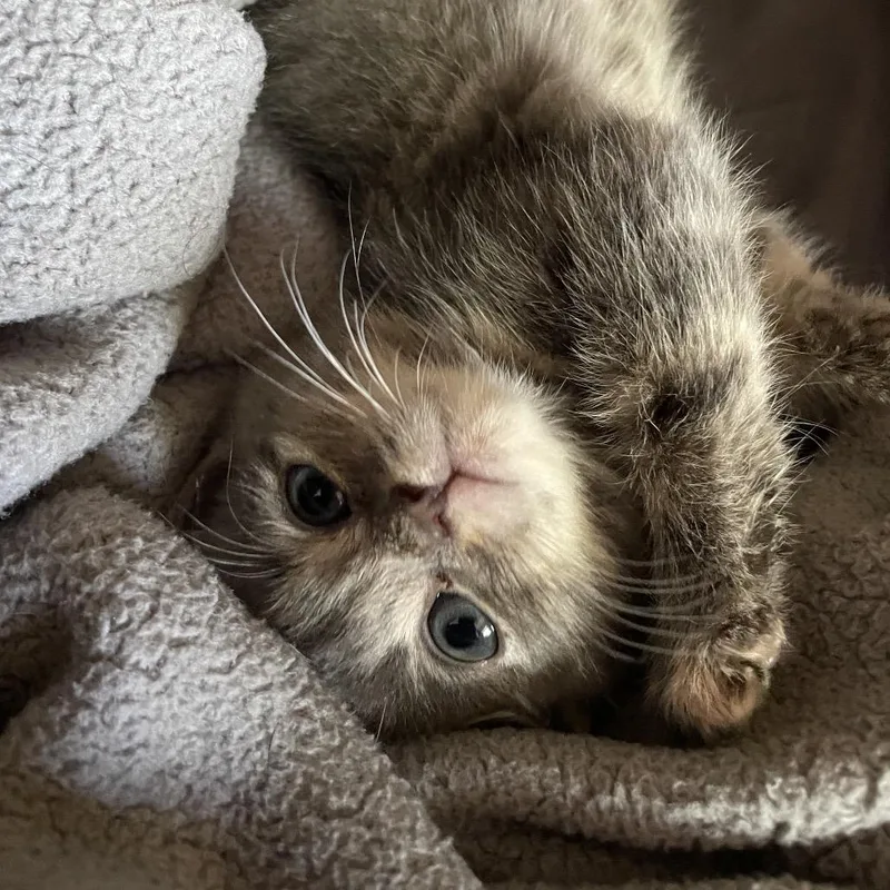 A baby small-sized female Gray / Blue / Silver Domestic Short Hair cat named Clarion for adoption in Birdsboro, PA