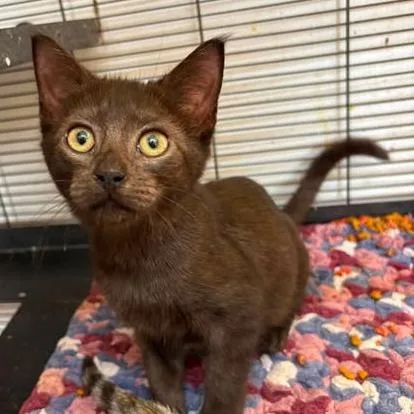 A baby small-sized female Black Domestic Short Hair cat named Salem for adoption in Washington, DC