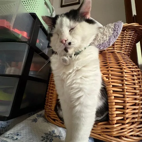 Tobias
