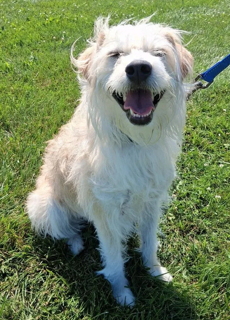 A young small-sized female Wirehaired Terrier dog named Rocky Mae for adoption in Fremont, OH