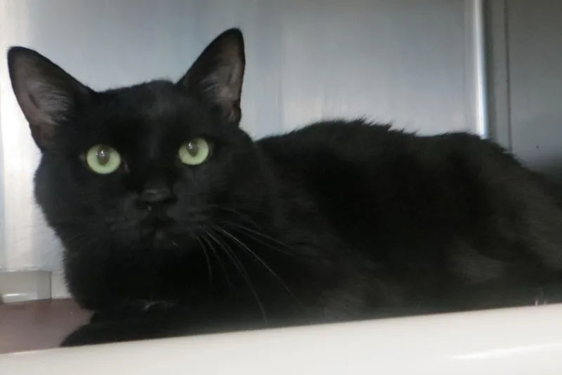 An adult medium-sized female Black Domestic Short Hair cat named Precious for adoption in Taunton, MA