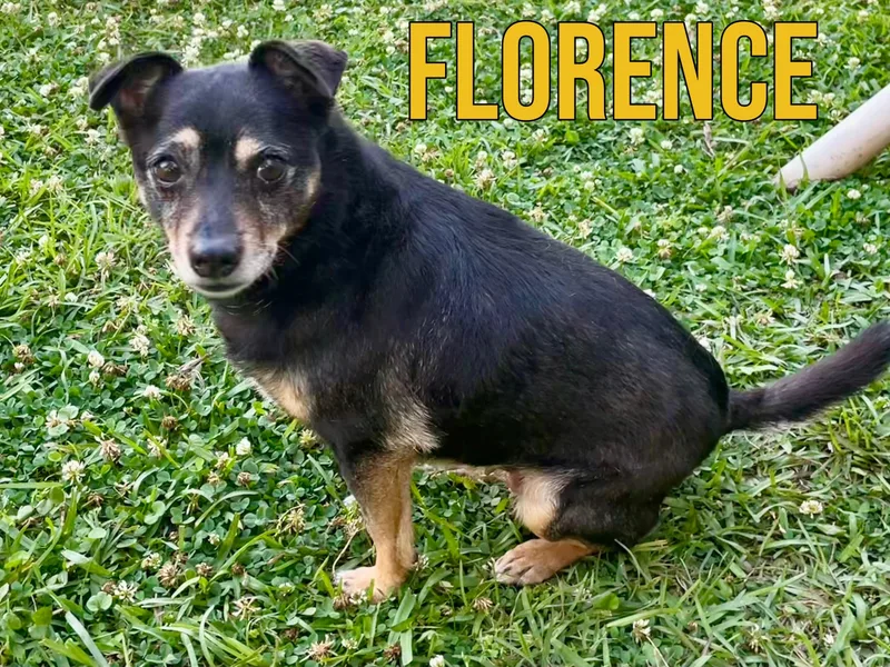 Florence In Texarkana Tx