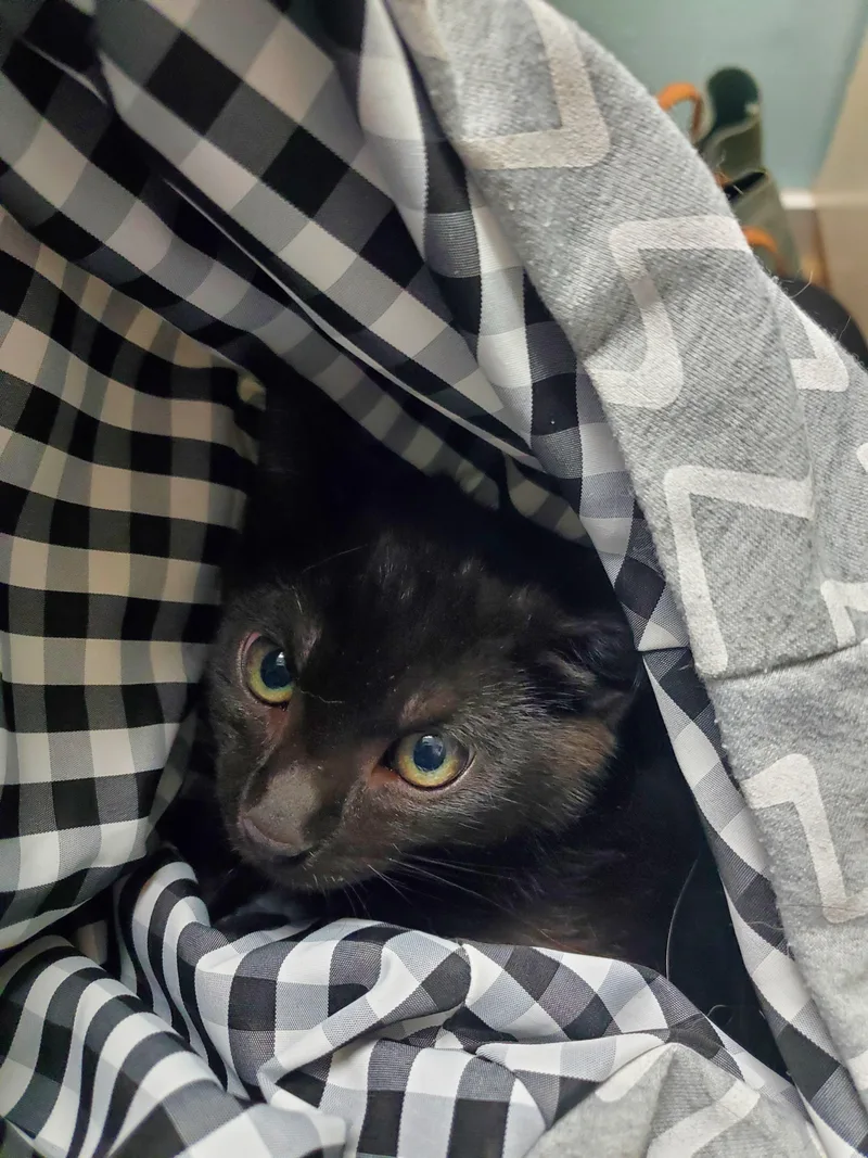 A baby medium-sized female Black Domestic Short Hair cat named Ink for adoption in Avalon, CA