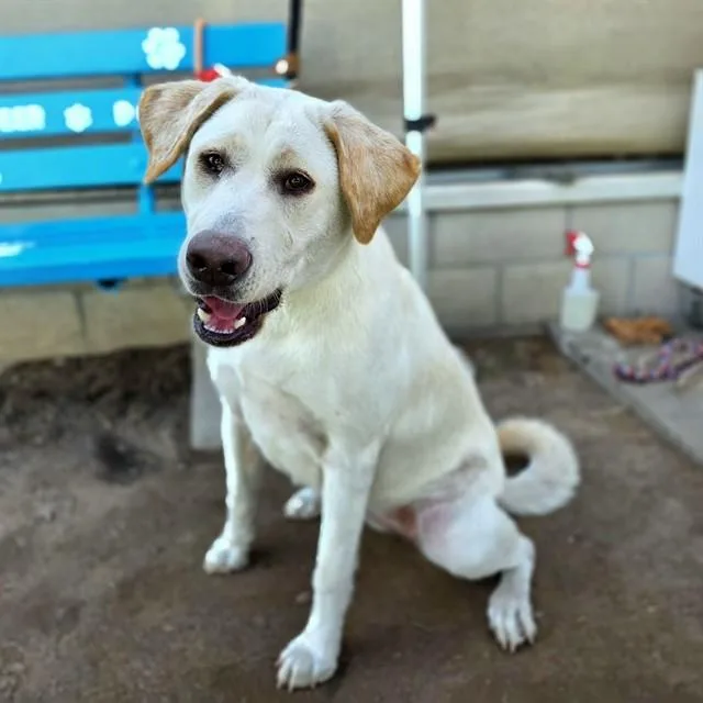 A young large-sized female Labrador Retriever dog named Charlotte for adoption in Long Beach, CA