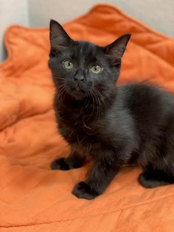 A baby small-sized female Domestic Short Hair cat named Josie for adoption in Bonsall, CA