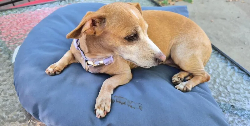 A senior small-sized female Tricolor (Brown, Black, & White) Dachshund dog named Missy for adoption in Plymouth, MN