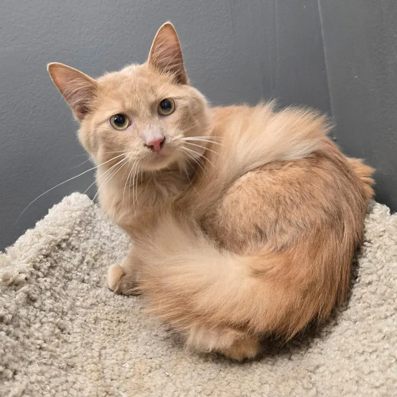 A baby medium-sized male Orange / Red Domestic Medium Hair cat named Winslow for adoption in Hamburg, NY