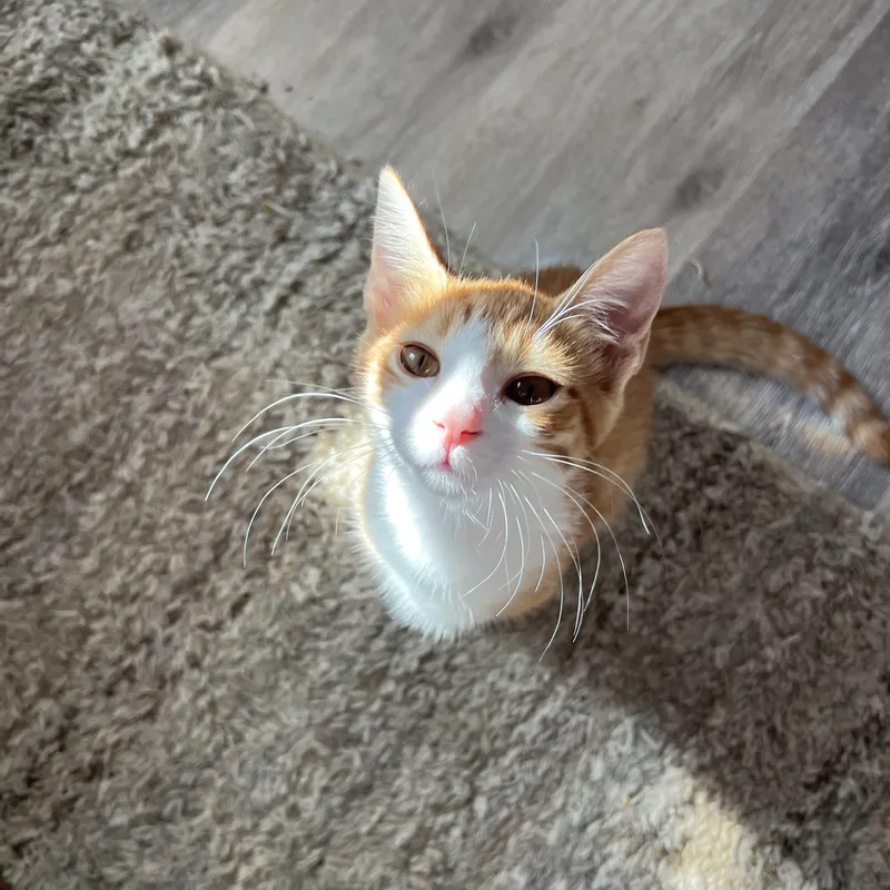 Mac And Cheese thumbnail 2