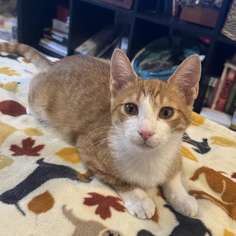 Mac And Cheese thumbnail 3