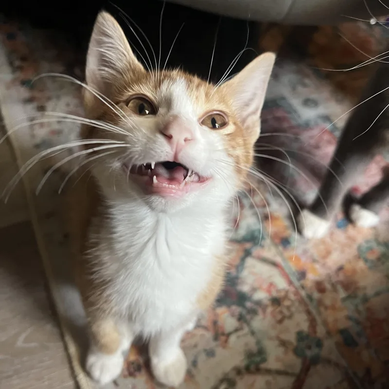 Mac And Cheese thumbnail 4