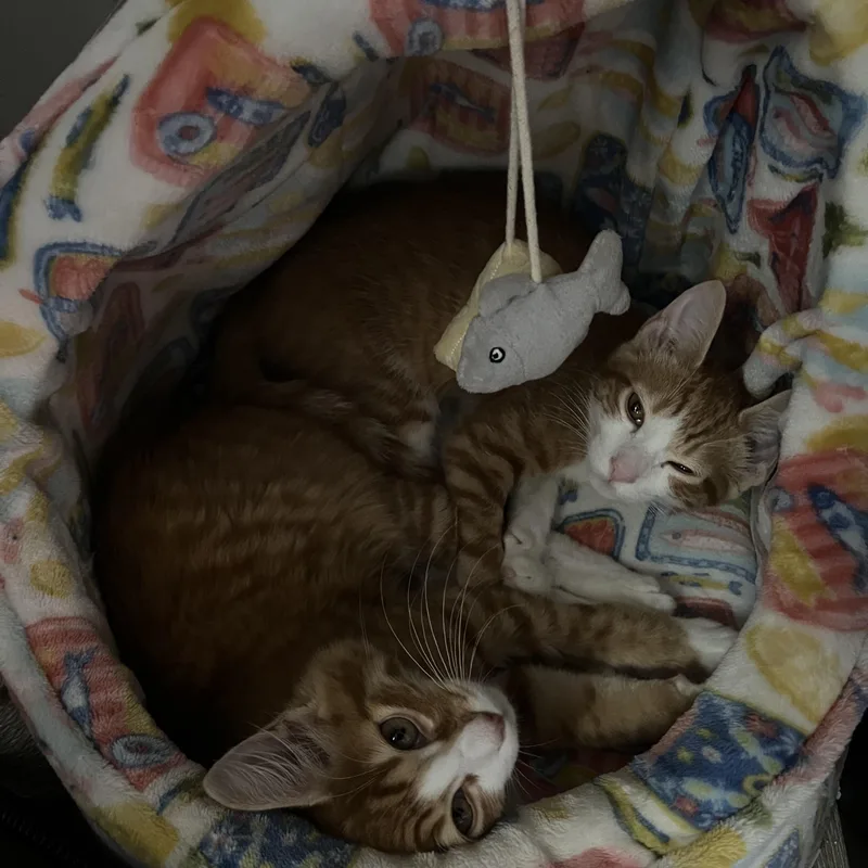 Mac And Cheese thumbnail 5