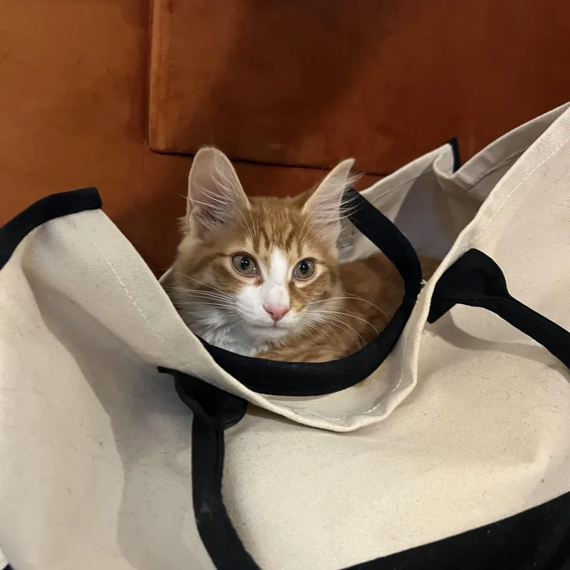 Mac And Cheese thumbnail 6