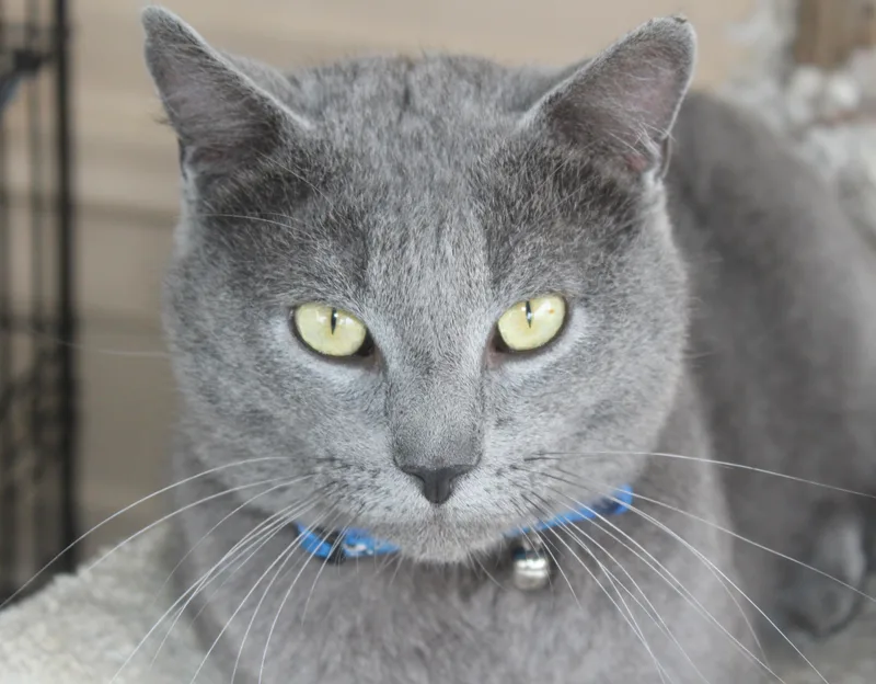 An adult medium-sized male Gray / Blue / Silver Domestic Short Hair cat named Glover for adoption in Huron, SD