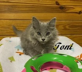 A baby medium-sized female Gray / Blue / Silver Domestic Medium Hair cat named Toni for adoption in Southern Pines, NC