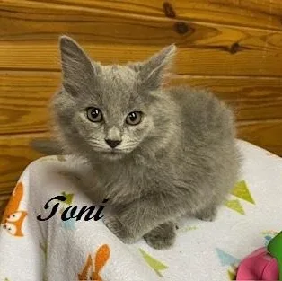 Toni thumbnail 2