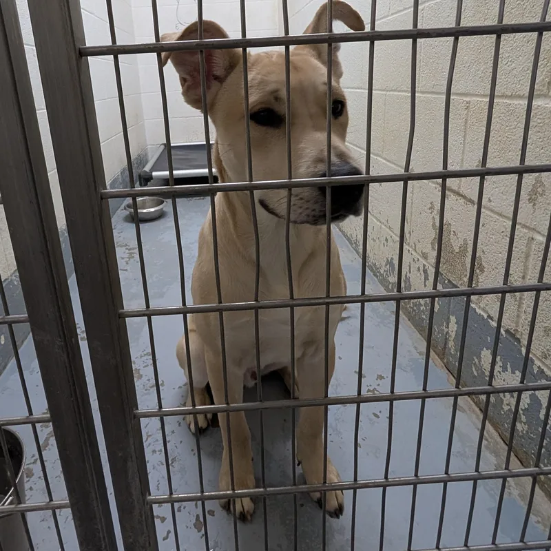 Looking For Owner