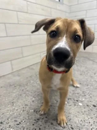 A baby medium-sized male Mixed Breed dog named Loki for adoption in West Chester, PA