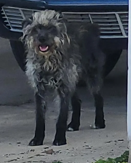 A senior medium-sized male Terrier dog named Chester for adoption in San Antonio, TX