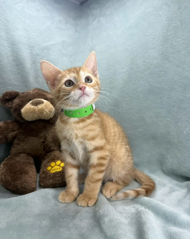 A baby medium-sized male Orange & White Tabby cat named Willie for adoption in Tavares, FL